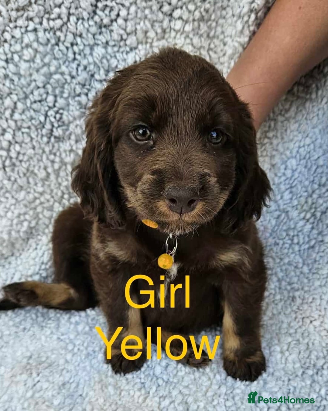 Cocker Spaniel dogs for sale: Cocker spaniel  - Image 4