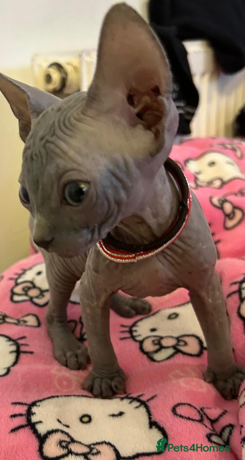 Sphynx cats Five beautiful girls for sale  - Advert 2