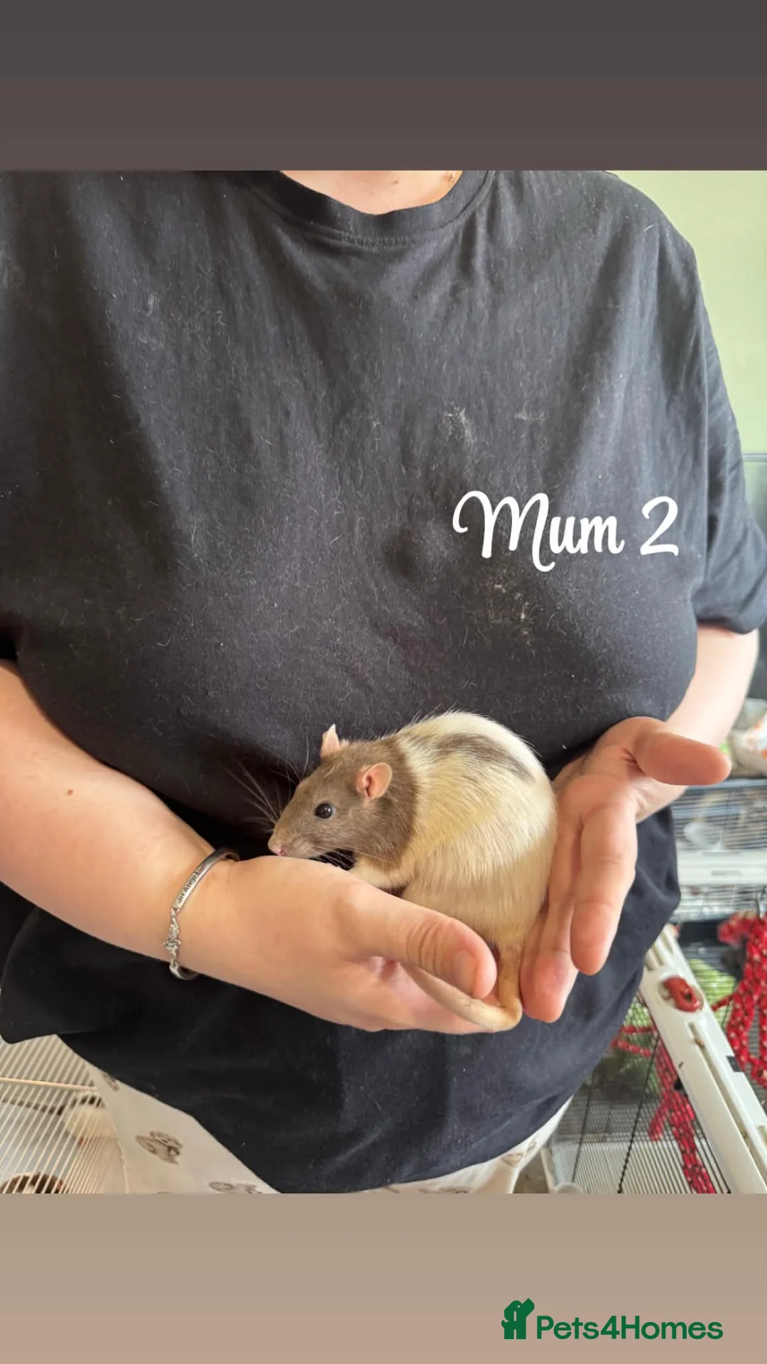 Rat rodents for sale: Baby rats  in Trowbridge - Advert 34