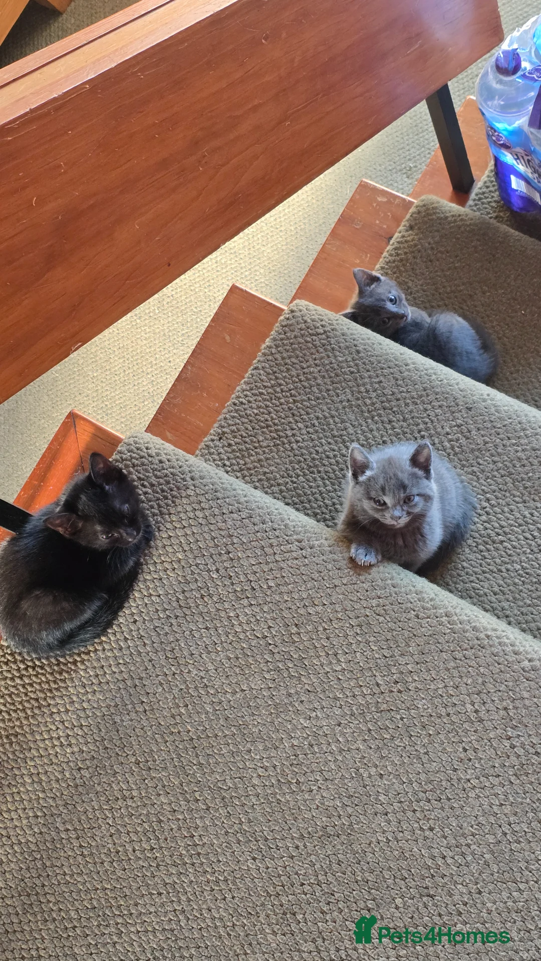 Mixed Breed cats for sale: Gorgeous kittens ready now. - Advert 2