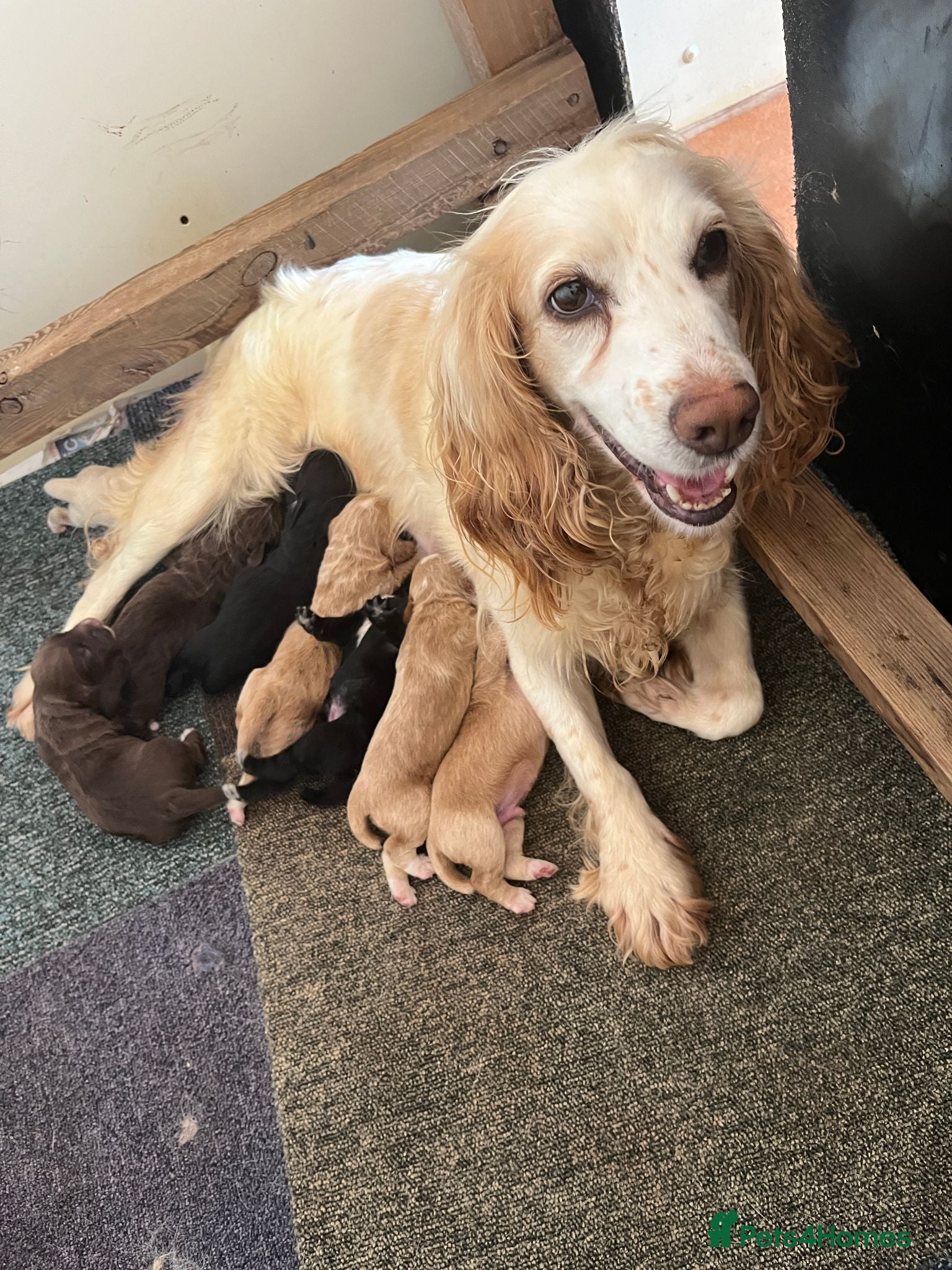 Cocker Spaniel dogs working cocker spanial pups for sale - Advert 1