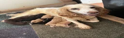 Cocker Spaniel dogs for sale: working cocker spanial pups for sale in Macclesfield - Advert 1