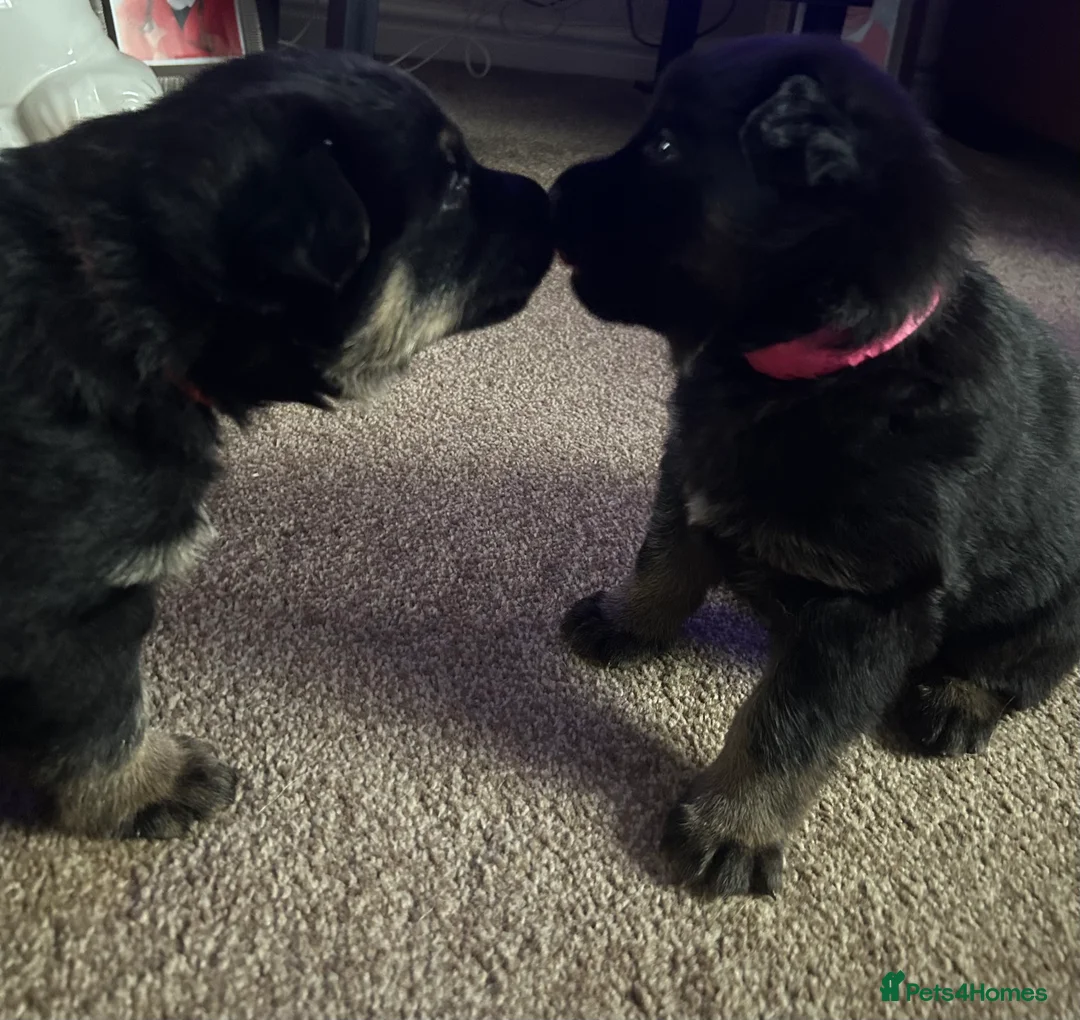 German Shepherd dogs for sale: 2 KC registered German shepherd girls for sale - Advert 9