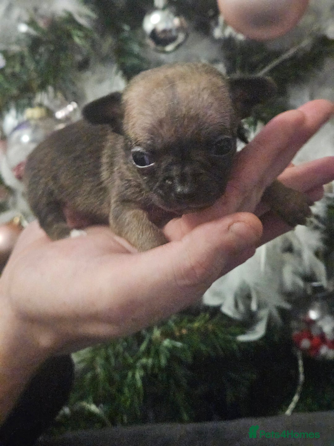 Chihuahua dogs for sale: Adorable Chihuahuas - Advert 6