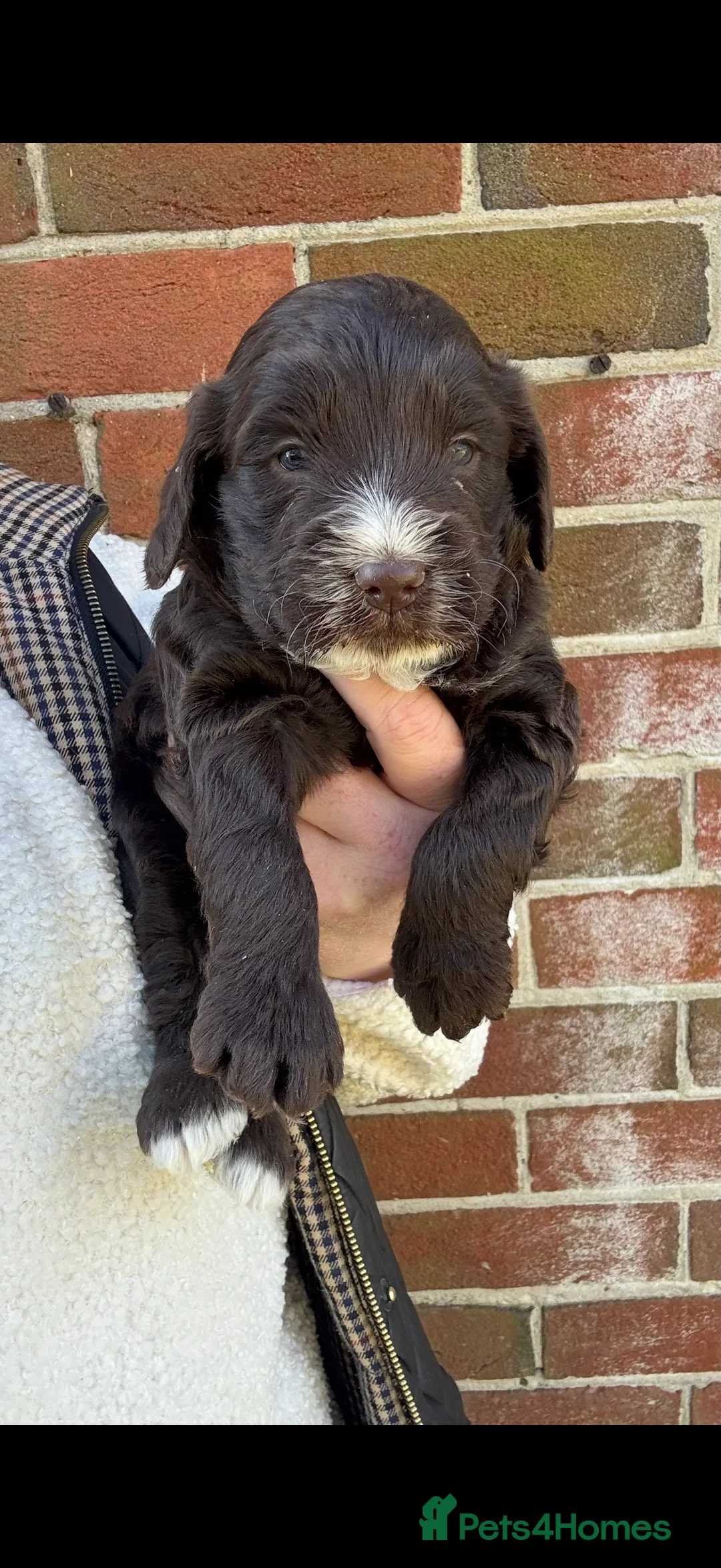 Miniature Poodle dogs for stud: Miniture poodle stud  in Marlborough - Advert 12