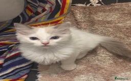 Ragdoll cats for sale: 1 Male kitten  - Image 9