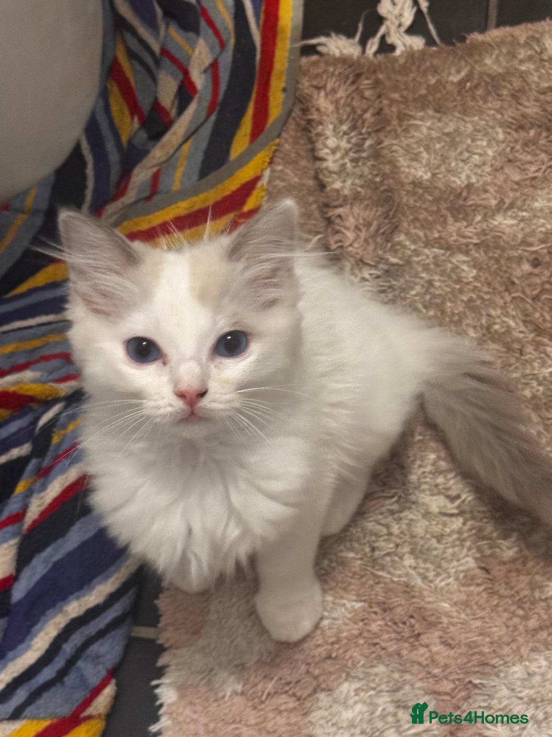 Ragdoll cats for sale: 1 Male kitten  - Image 9