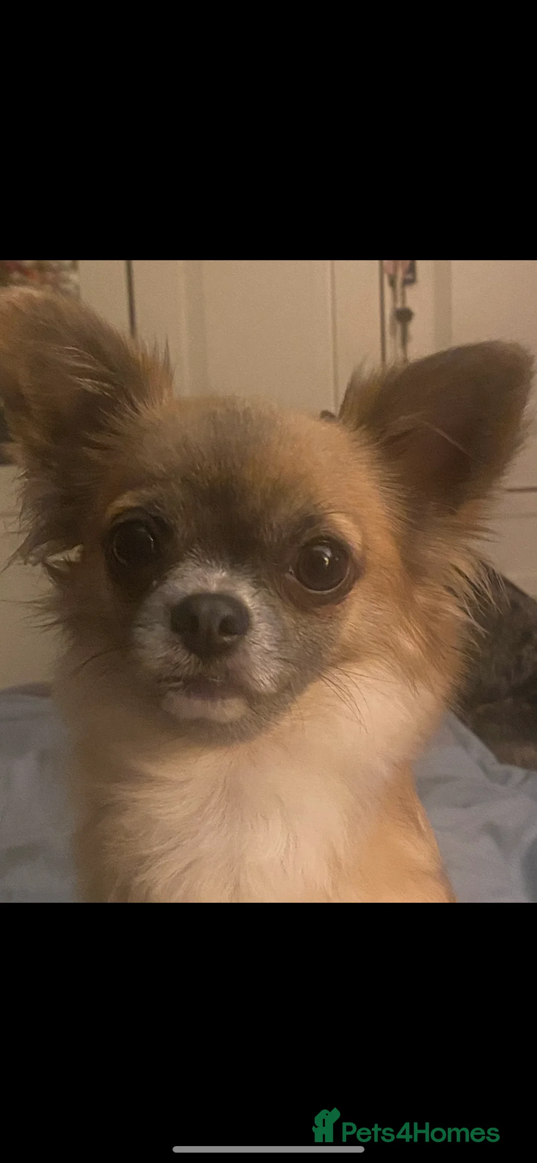 Chihuahua dogs for sale: Beautiful chihuahua puppies £700 - Advert 9