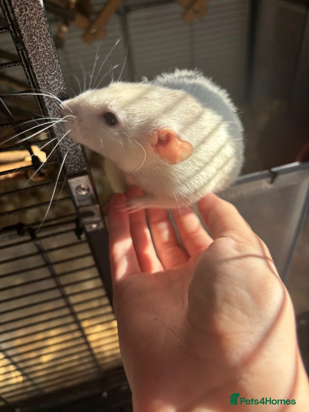 Rat rodents for sale: 6 male rats need for rehoming in Rugby - Advert 1
