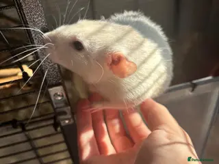 Rat rodents 6 male rats need for rehoming - Advert 3