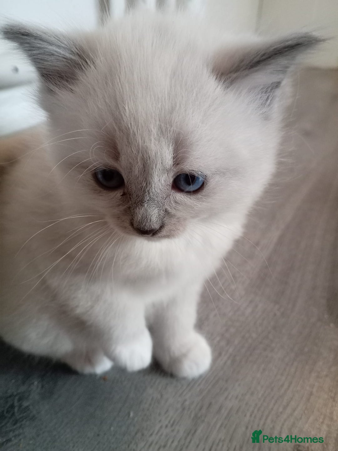 Ragdoll cats for sale: 6 ragdoll kittens  - Image 4