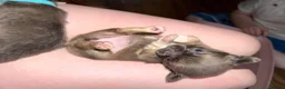 Chihuahua dogs for sale: Chihuahua pups 1 girl 1 boy - Advert 15