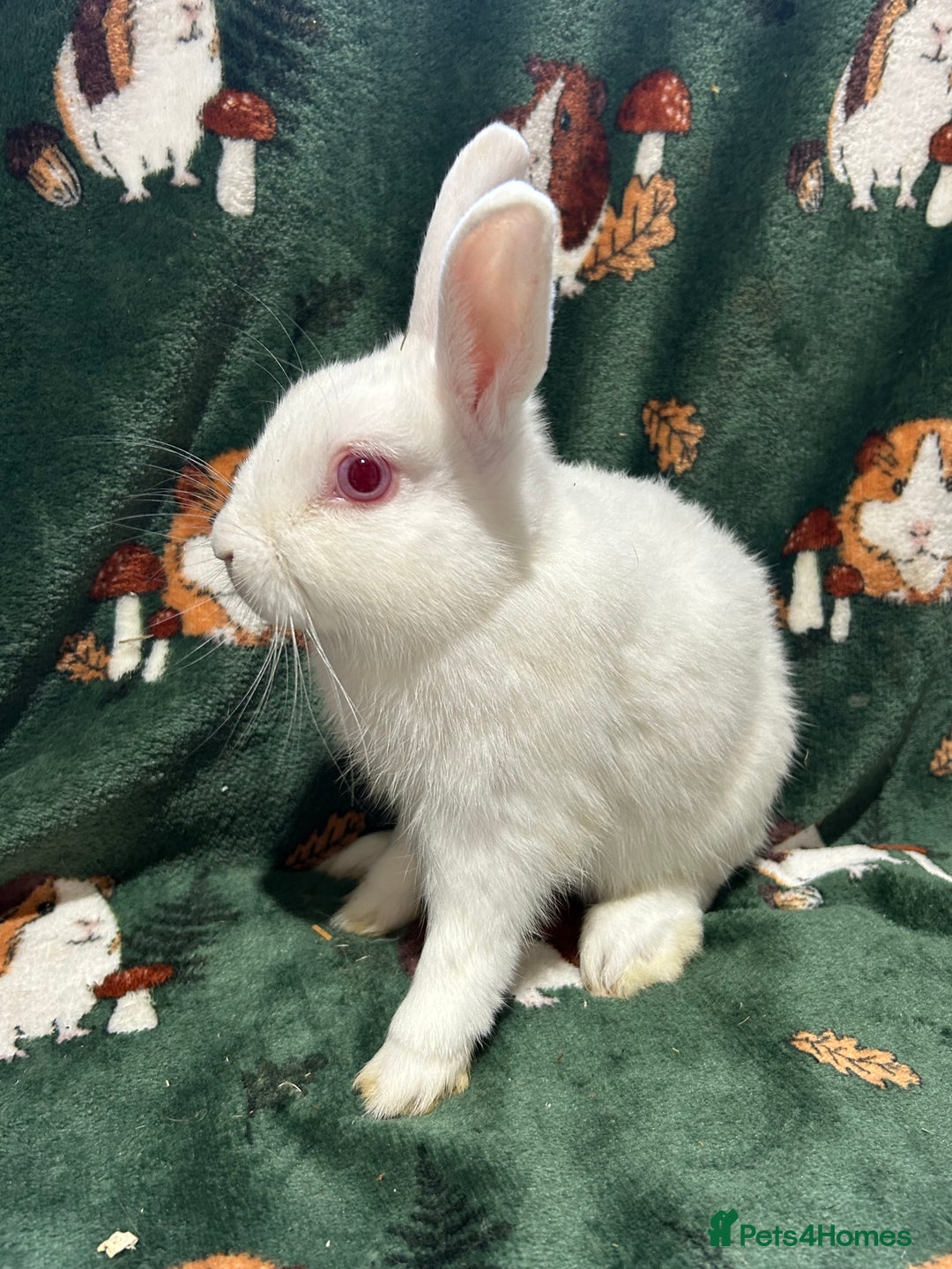 Netherland Dwarf rabbits for sale: Beautiful Unusual Colours Baby Netherland dwarfs  - Image 5