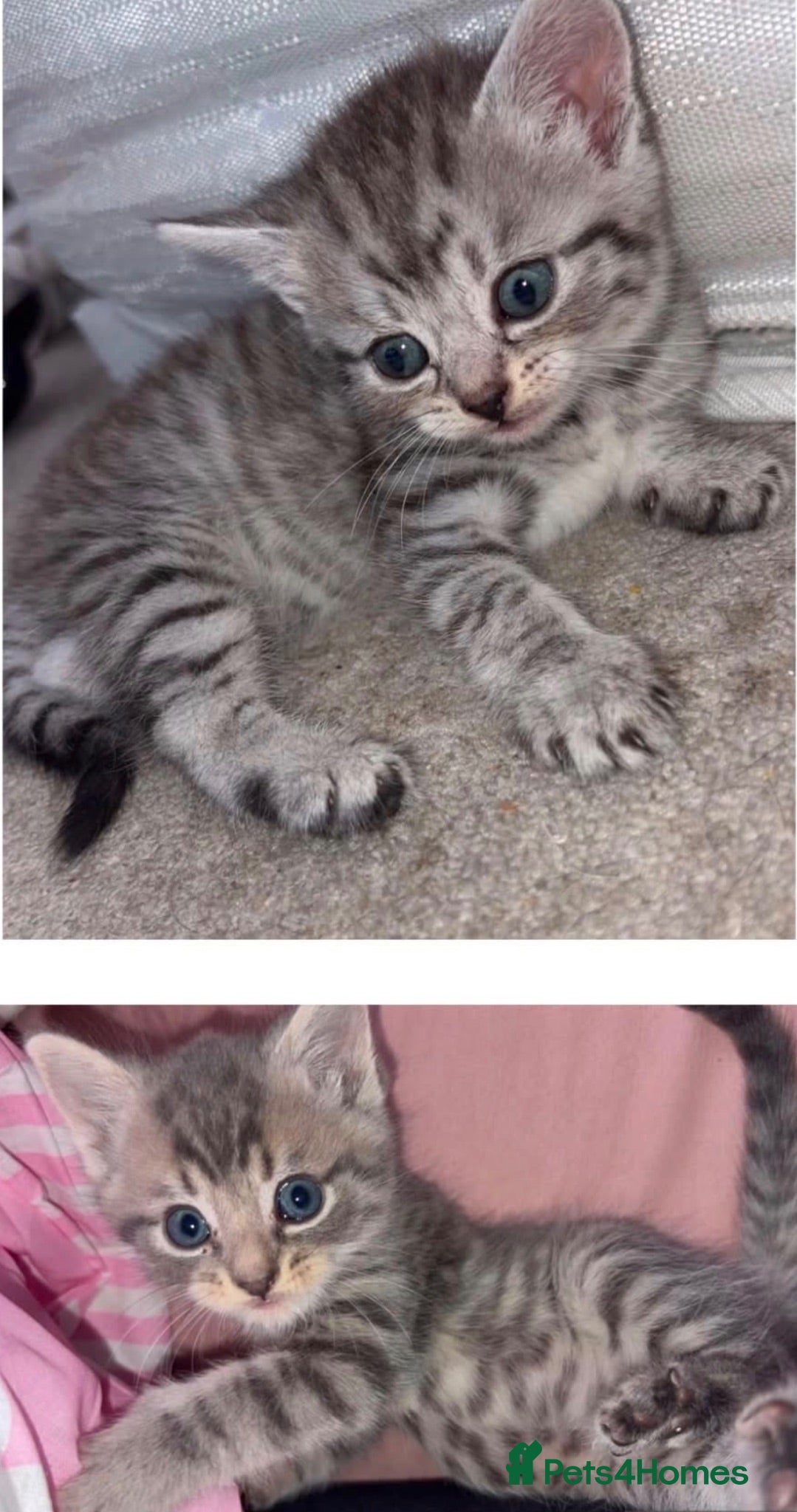 Mixed Breed cats One female (t) 1 male (b) - Advert 6