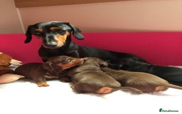 Mixed Breed dogs for sale: Jackschund puppies  - Image 1