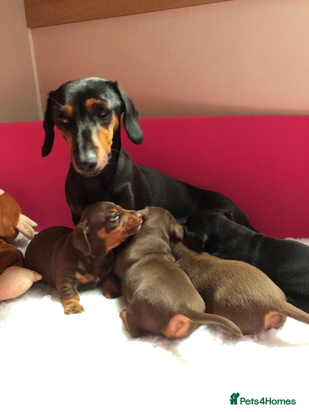 Mixed Breed dogs for sale: Jackschund puppies  - Image 1