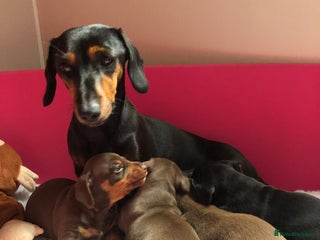 Mixed Breed dogs for sale - Advert 1