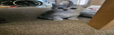 British Shorthair Kitten 3