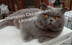 British Shorthair cats for stud: Gccf Active Lilac Stud Blood B NO LH in Manchester - Image 11