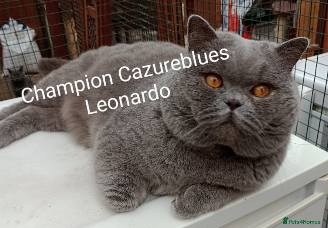 British Shorthair cats for stud: Gccf Active Lilac Stud Blood B NO LH in Manchester - Image 11