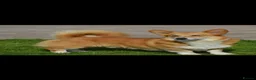 Welsh Corgi Pembroke dogs for sale: Top quality corgis  - Advert 4