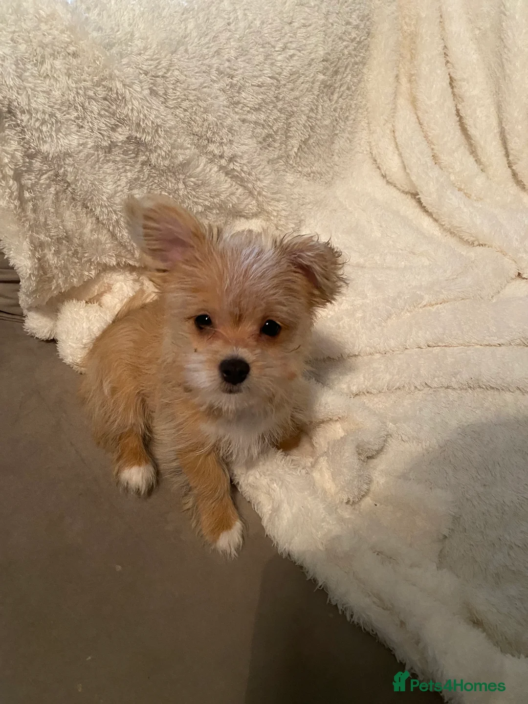 Mixed Breed dogs for sale: Ready to go! Unique mix - Maltese x JackChi Pups - Advert 13