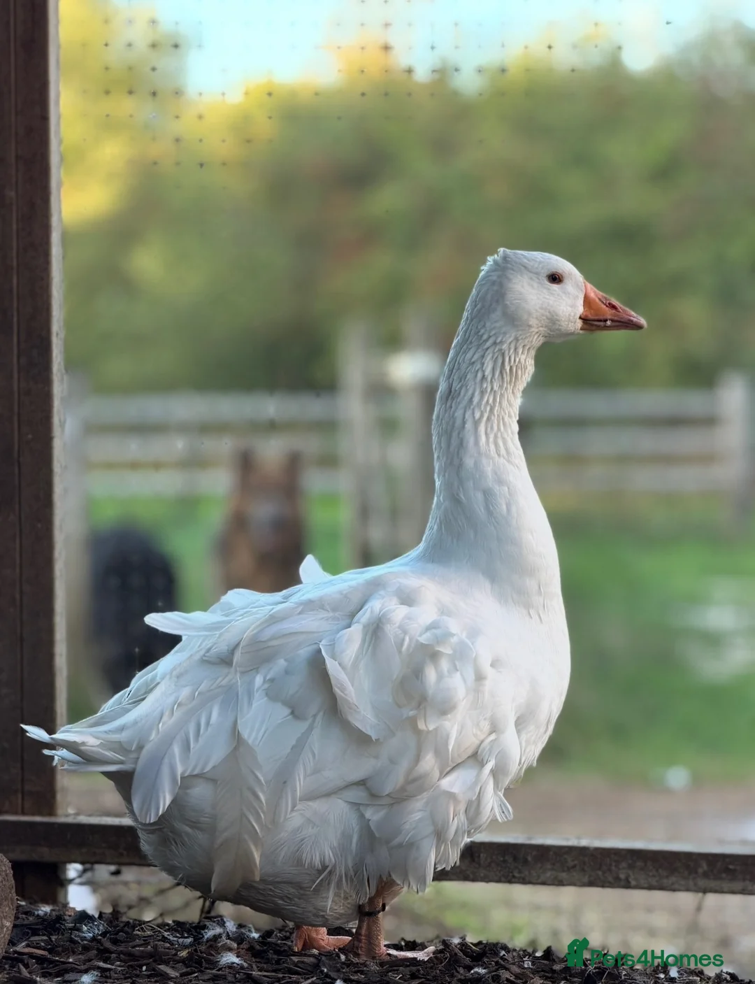 Geese poultry for sale: Pair Sebastopol geese  - Advert 3