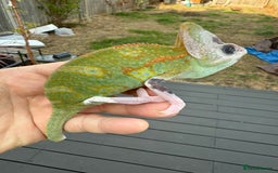 Chameleon reptiles for sale: Chameleon  - Image 2