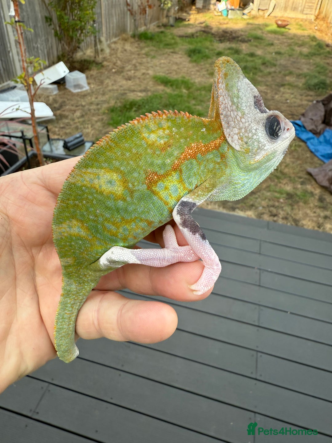 Chameleon reptiles for sale: Chameleon  - Image 2