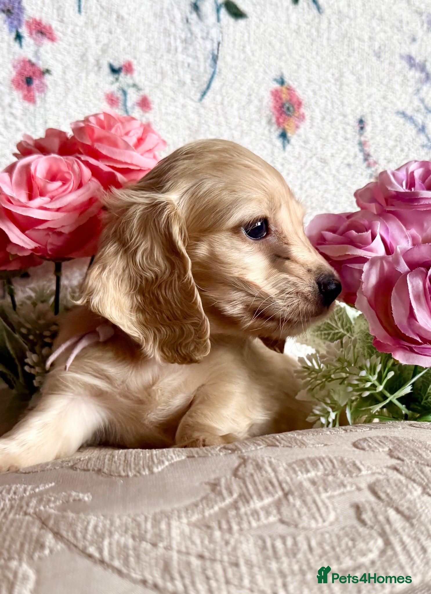 Miniature Dachshund dogs Beautiful kc cream long haired mini daxies - Advert 2