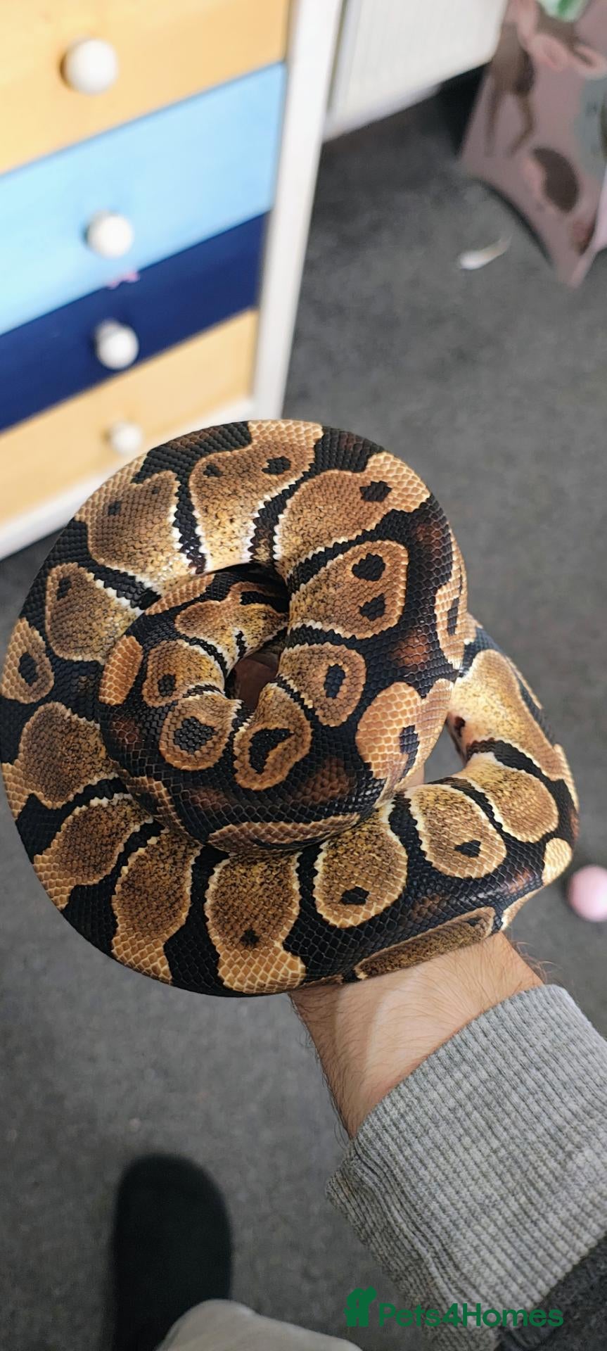 Python Snake reptiles Royal pythons for sale  - Advert 1