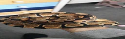 Python Snake reptiles for sale: Royal pythons for sale  in Burnley - Advert 1