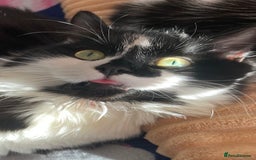 Mixed Breed cats for sale: Two cats for sale. - Image 14