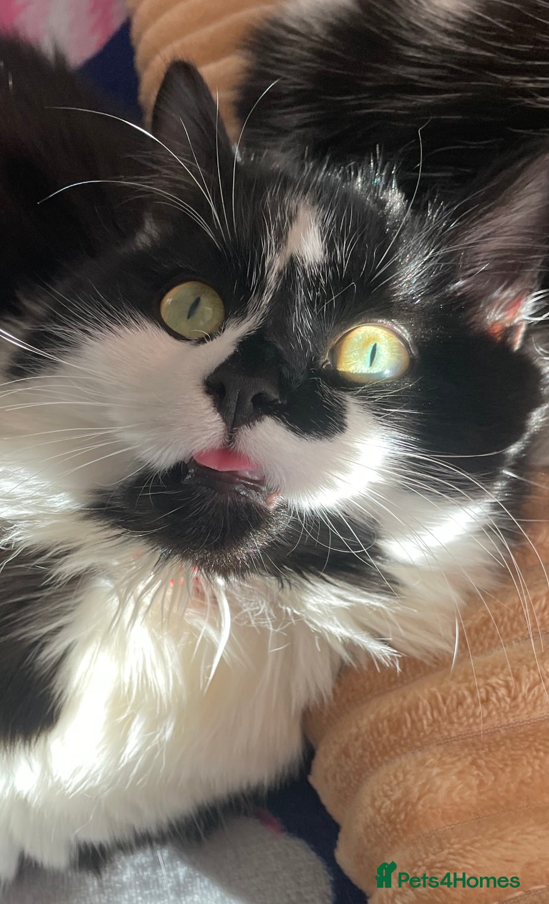 Mixed Breed cats for sale: Two cats for sale. - Image 14