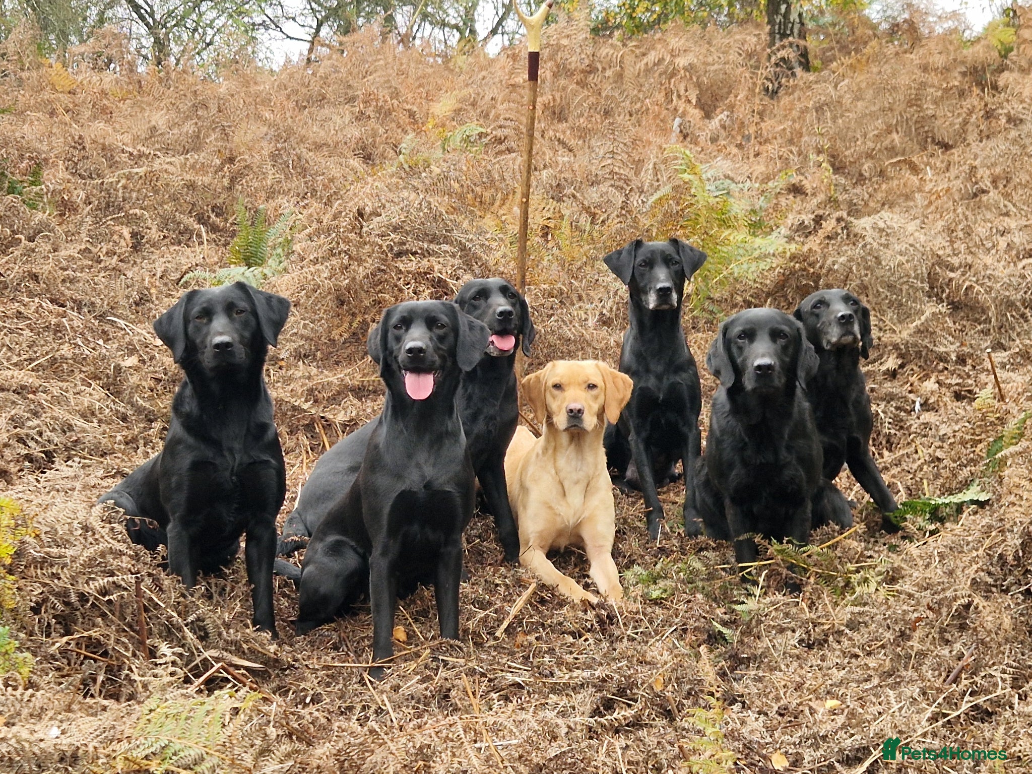 Labrador Retriever dogs Beautiful kc registered labrador pups for sale  - Advert 2