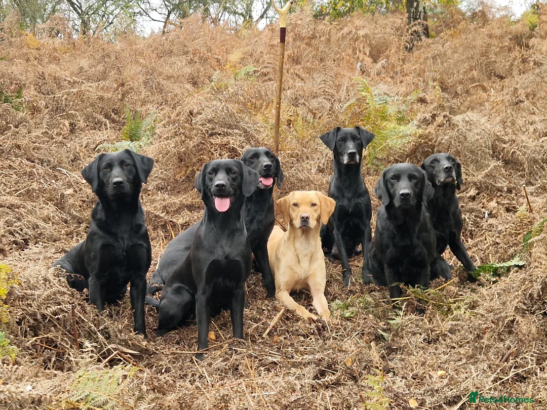 Labrador Retriever dogs for sale: Beautiful kc registered labrador pups for sale  - Advert 2