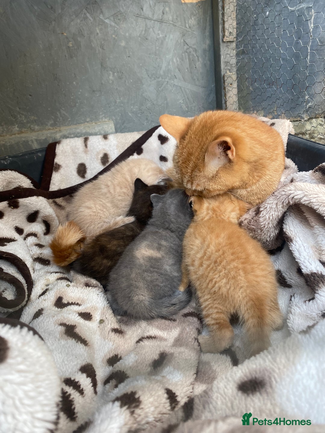 British Shorthair cats for sale: X BSH female grey available  - Image 12
