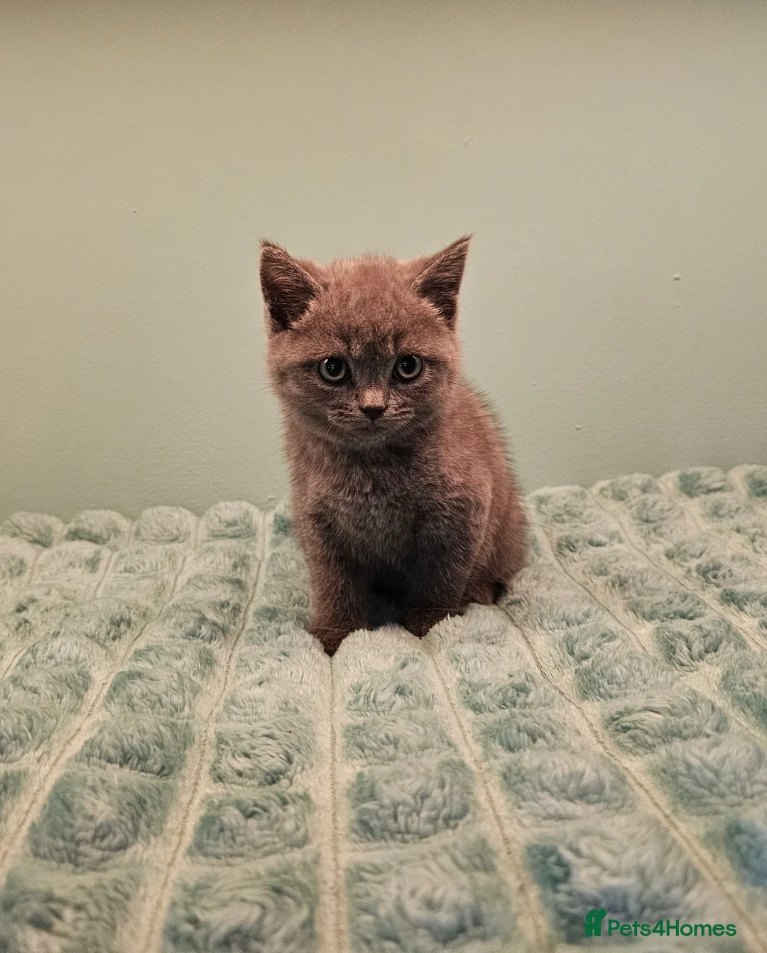 British Shorthair cats for sale: Blue British short hair X kittens  - Advert 1
