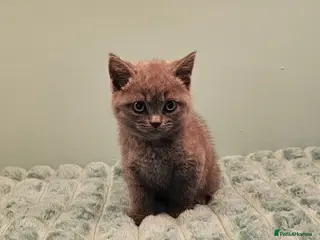 British Shorthair cats READY NOW Blue British short hair X kittens - Advert 6
