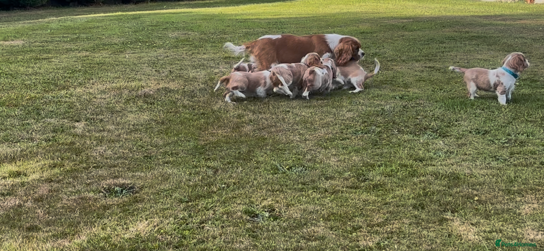 Cavalier King Charles Spaniel dogs for sale: Cavalier King Charles Spaniel  - Image 23