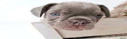 French Bulldog dogs for sale: Micro french bulldog puppies  - Advert 4