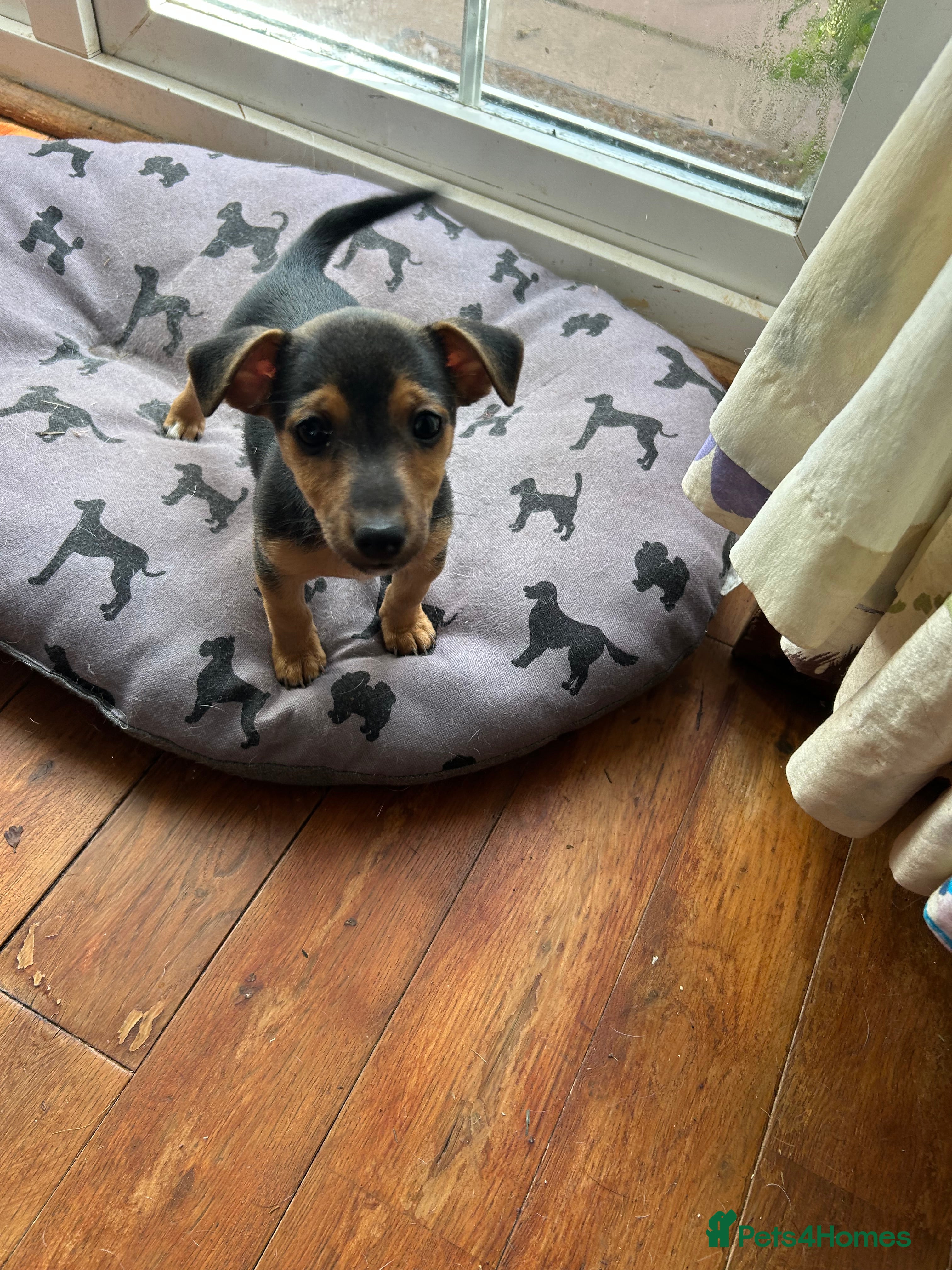 Jack Russell dogs Jack Russell pups - Advert 2