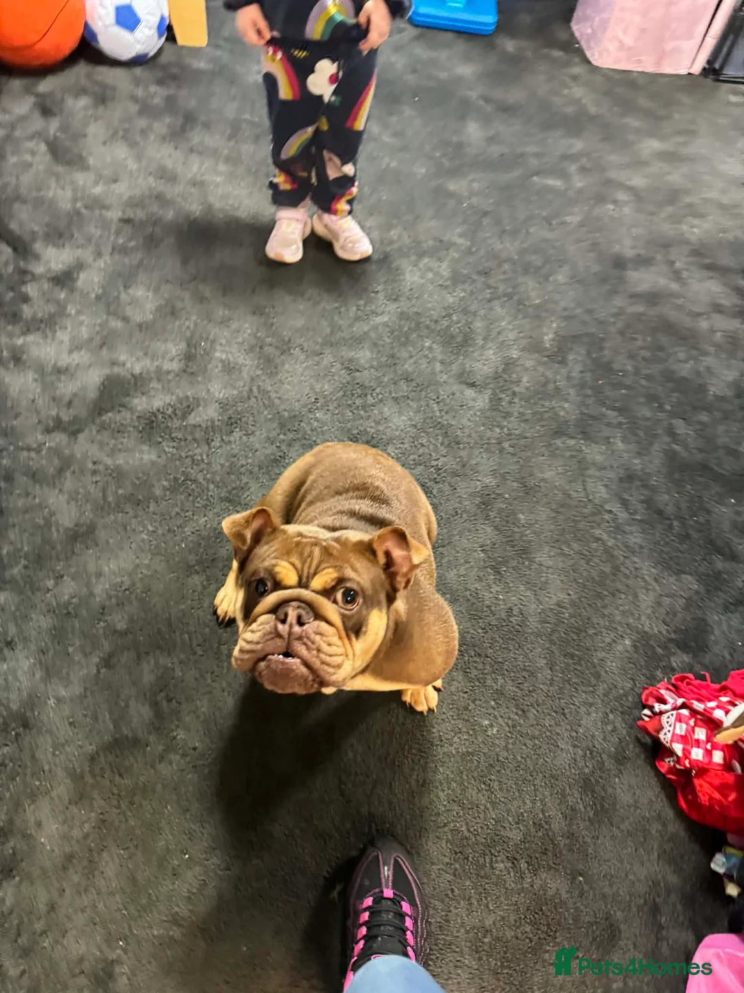 English Bulldog dogs for sale: Female English bulldog looking for a loving home. - Advert 10