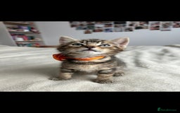 Bengal cats for sale: Pedigree bengal kittens available from 18/11/2025 - Advert 6
