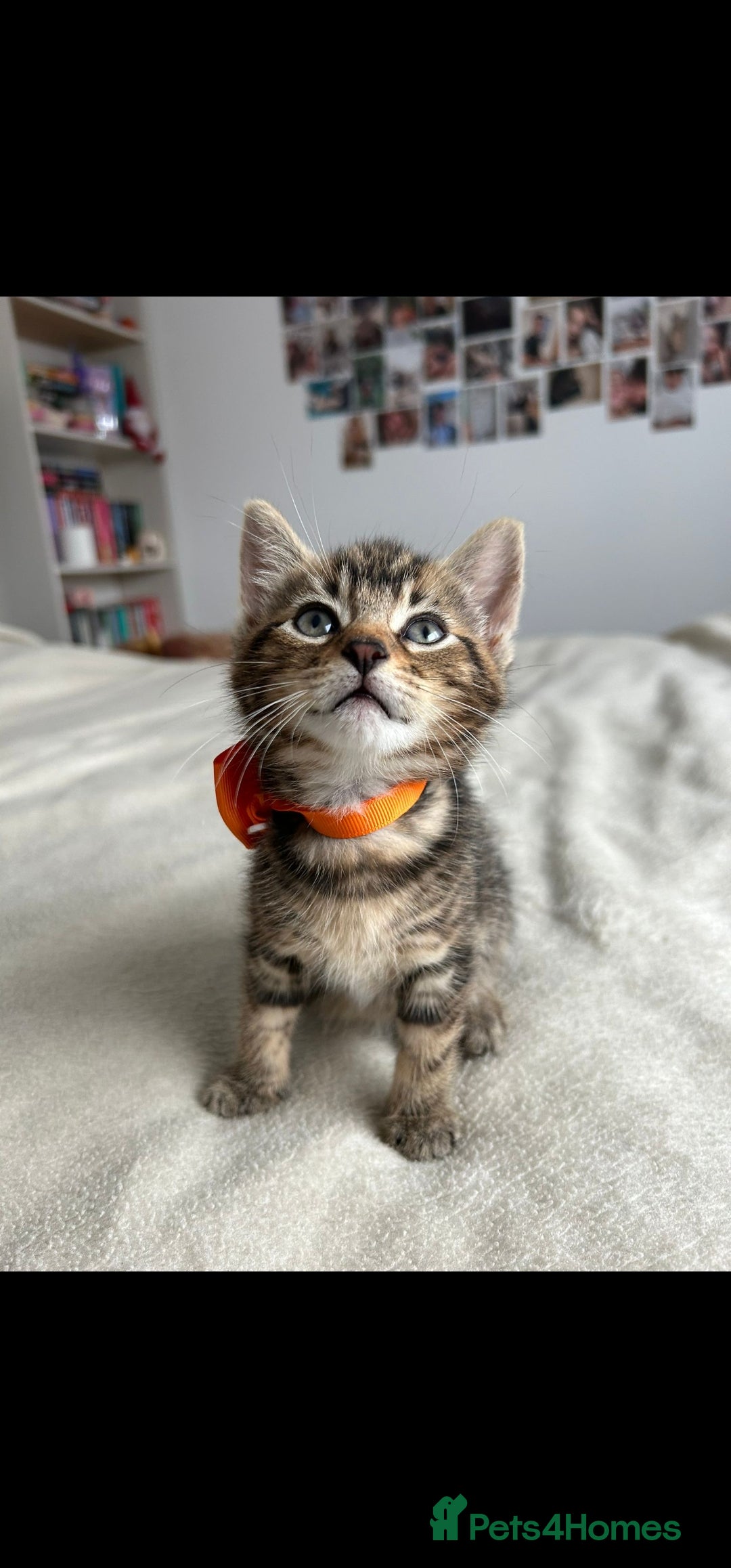 Bengal cats for sale: Pedigree bengal kittens available from 18/11/2025 - Advert 6