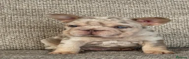French Bulldog 1