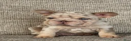 French Bulldog dogs for sale: Unique French bulldog pups 6 weeks old  - Advert 9