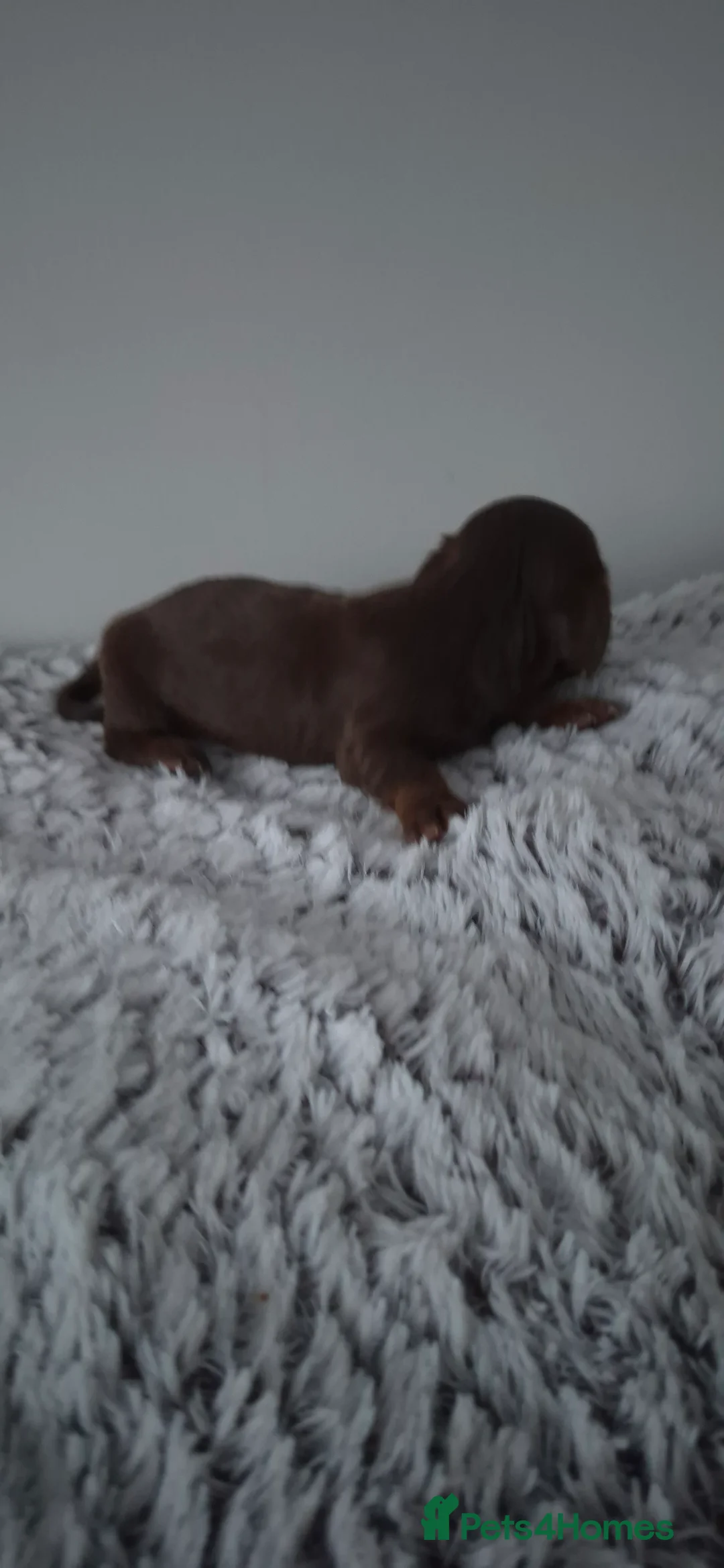 Dachshund dogs for sale: Miniature dachshunds long hair boys puppies - Advert 8