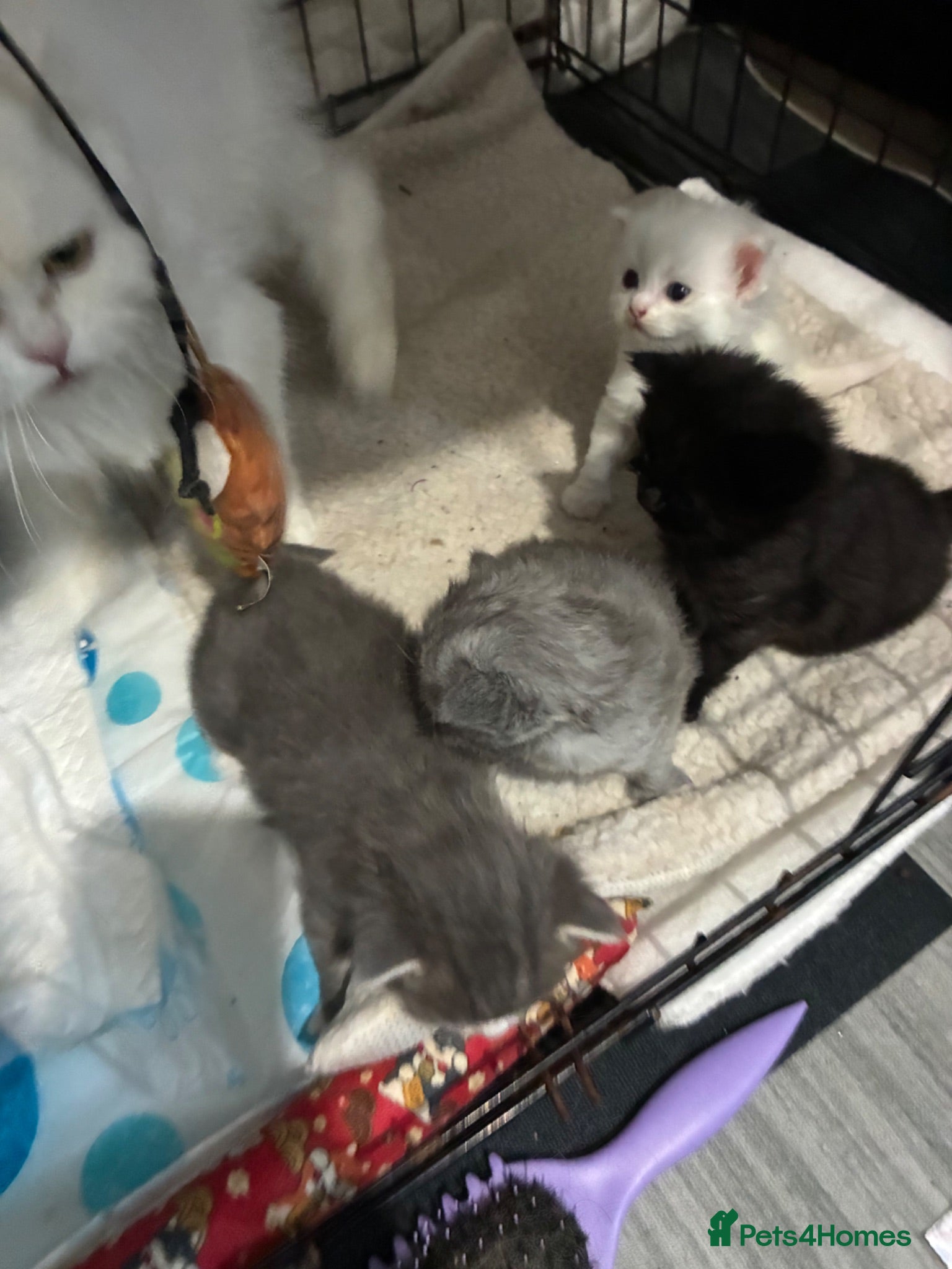 Perdoll cats Kittens to reserve - Advert 2