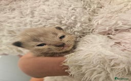 Ragamese cats for sale: 3/4 Ragdoll x 1/4 Siamese Kittens ♡ - Image 10